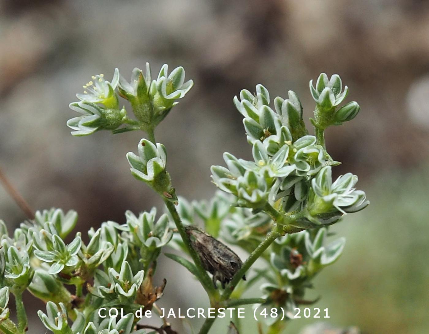 Knawel, Perennial flower